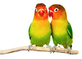 Love Birds