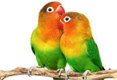 Love Birds